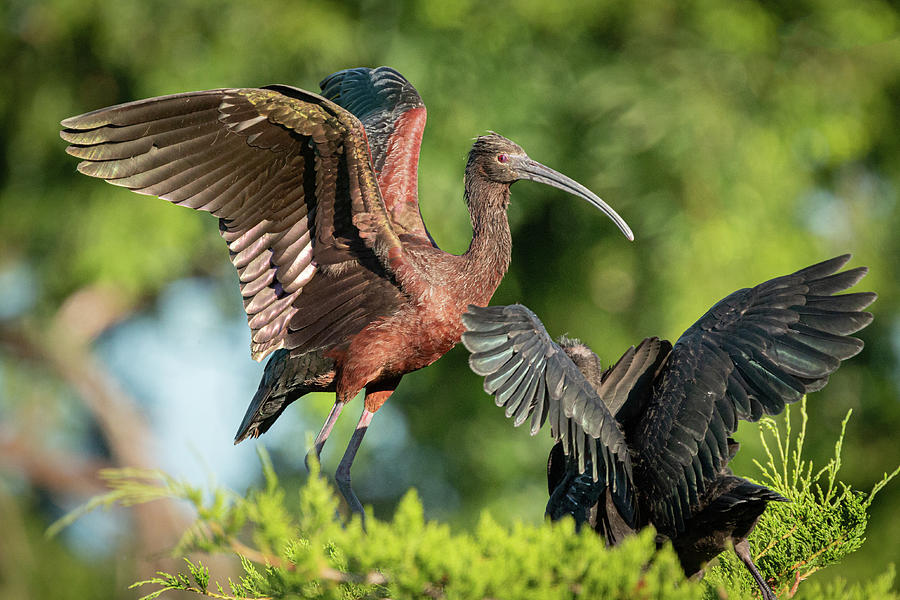 Glossy Ibis Mother with Young Photograph by Kristia Adams