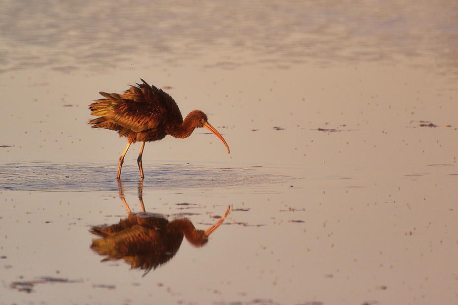 Glossy ibis Photograph by Natura Argazkitan