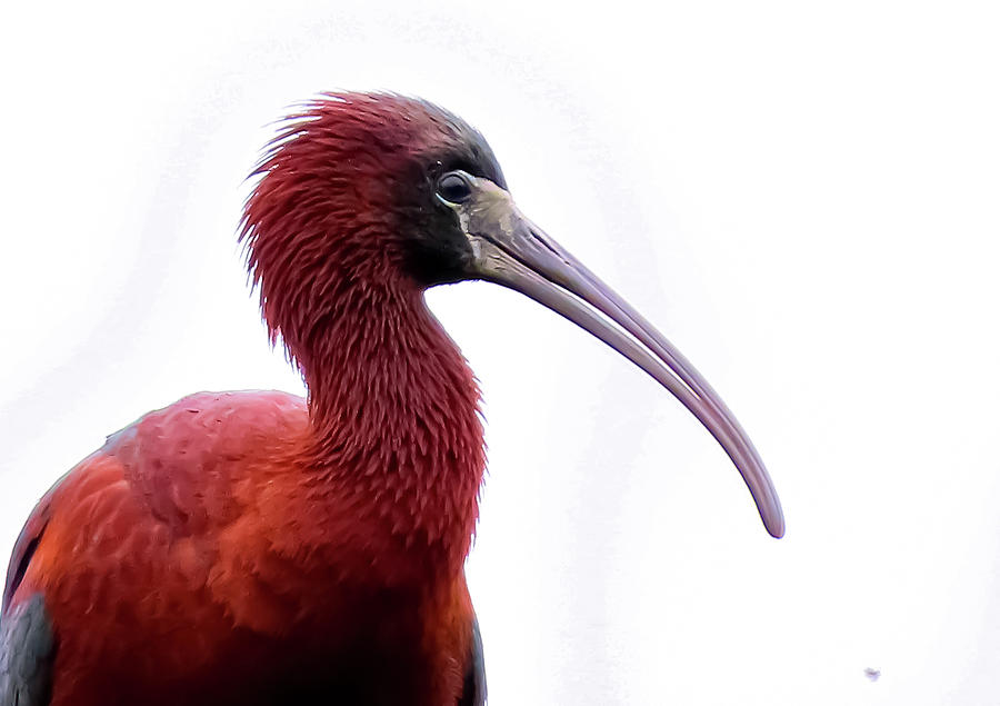 Glossy Ibis Portrait at Ocean City Rookery Photograph by Linda Stern