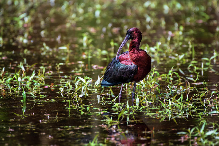 Glossy Ibis Portrait Photograph by Rose Guinther