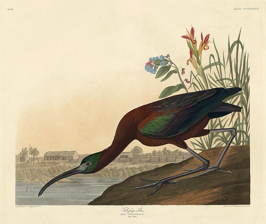 Glossy Ibis Drawing by Robert Havell