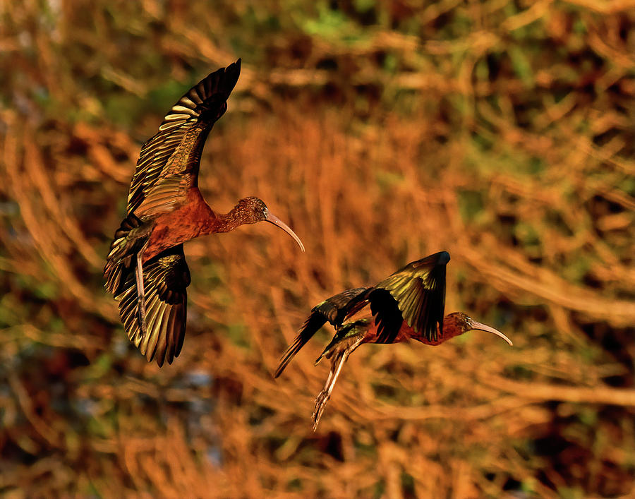 Glossy Ibis Photograph