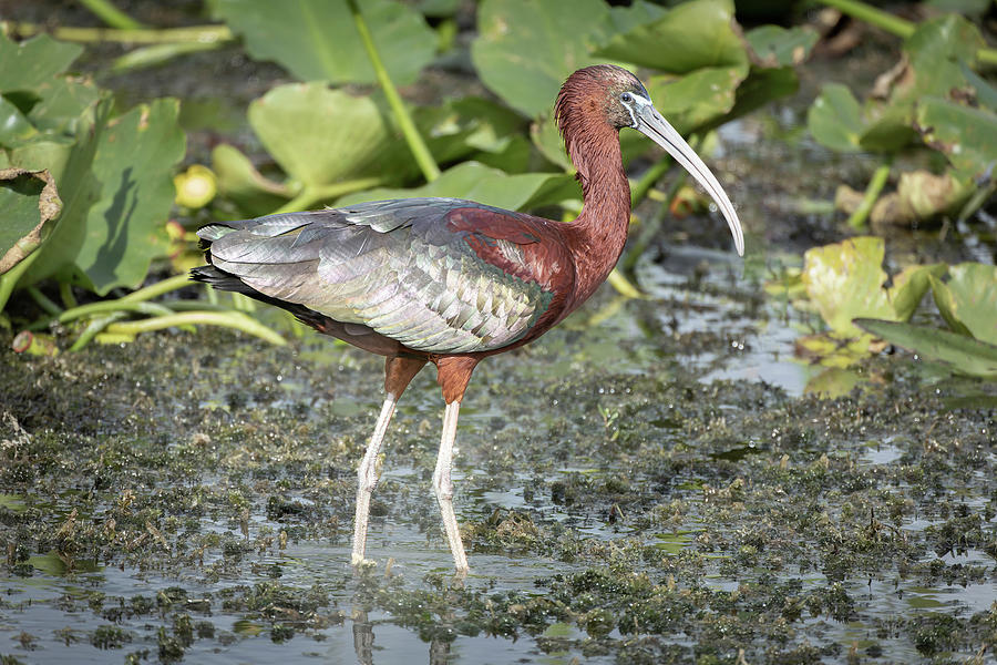 Glossy Ibis with Silvery Plumage Photograph by Fran Gallogly
