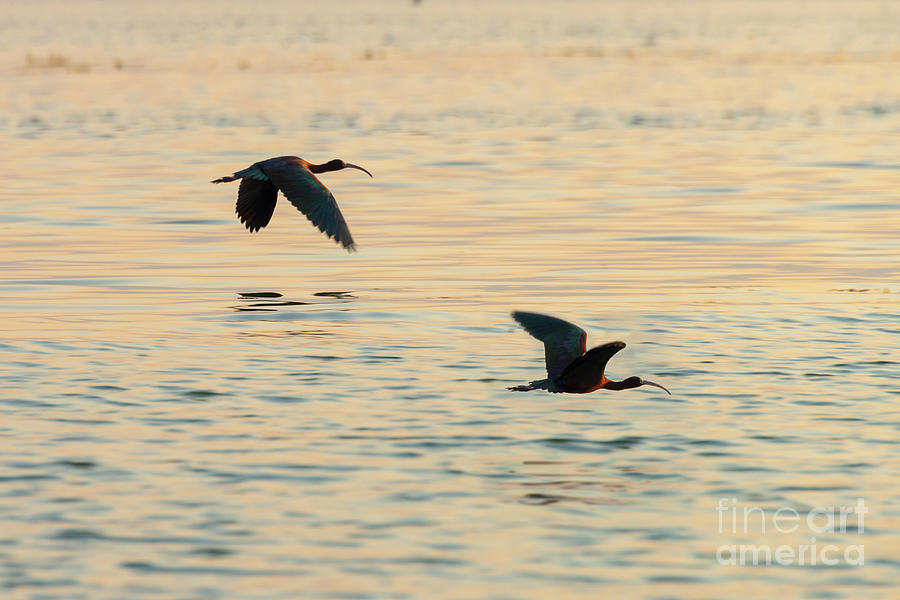 Glossy ibises in flight Photograph by Delphimages Photo Creations