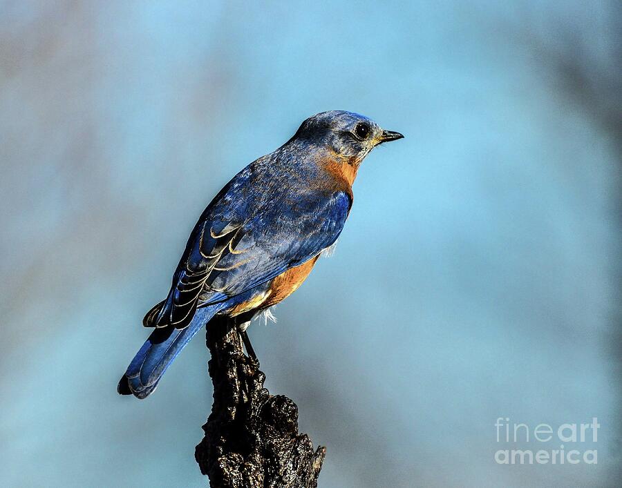 Glossy Male Eastern Bluebird Is Gorgeous Photograph