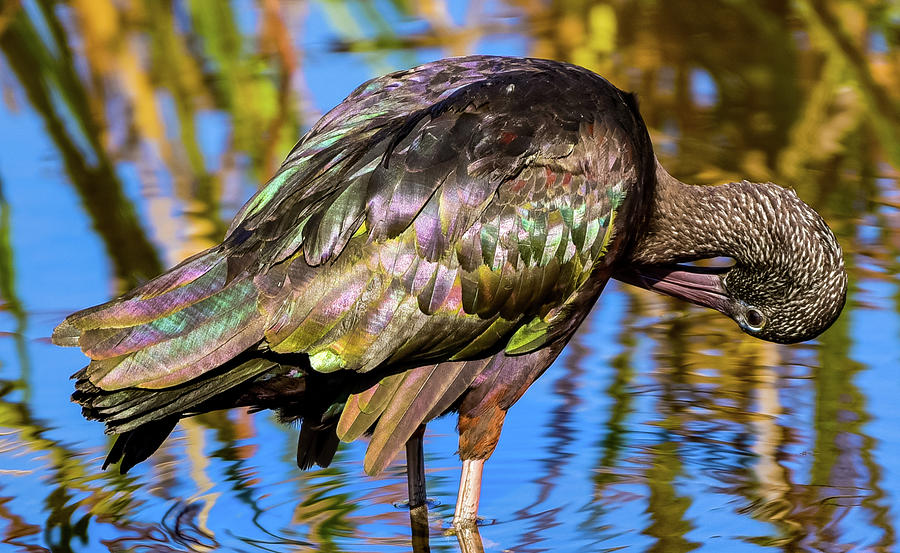 Glossy Rainbows Photograph by Pamela McDaniel Glossy Rainbows Photograph by Pamela McDaniel