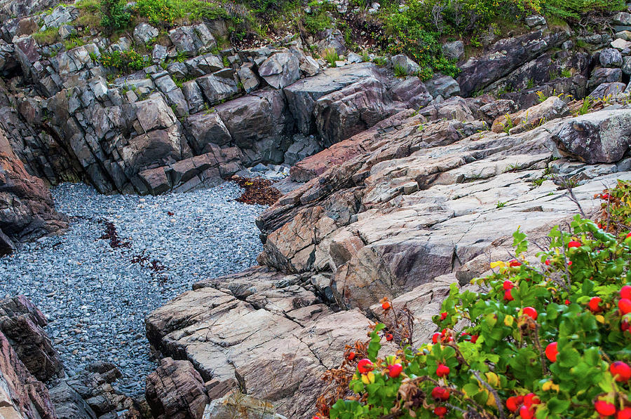 Gloucester Rocks and Flowers Photograph by Gordon Sarti