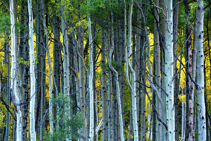 Glow From Within Photograph by Denise Bush