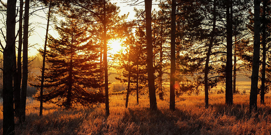 Glow of Pines Photograph by AJ Dahm