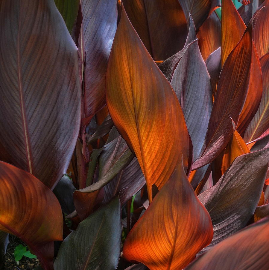 Glow Plant Photograph by Gayle Abrams | Fine Art America