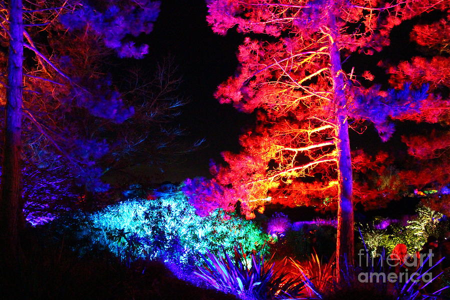 Glow Tree Glory Photograph