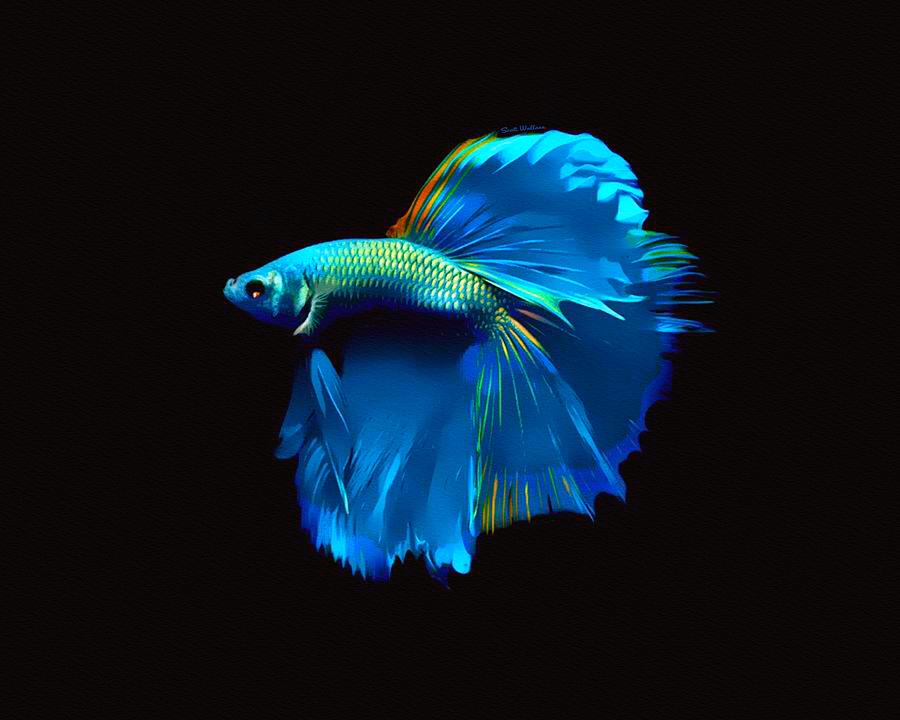 Wallpaper Blue Betta Fish, Black, Animal, Animal Themes,, 45% OFF