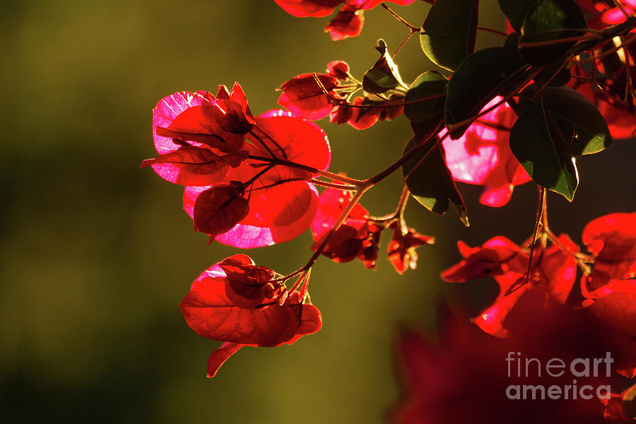 Nature Photograph - Glowing Bougainvillea by Robert Bales
