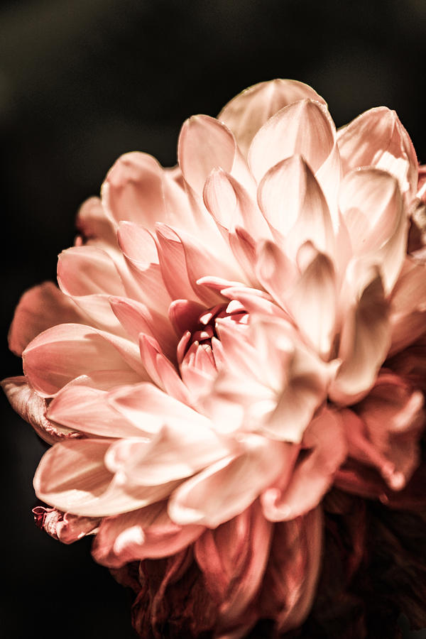 Glowing Bright Dahlia  Photograph by W Craig Photography