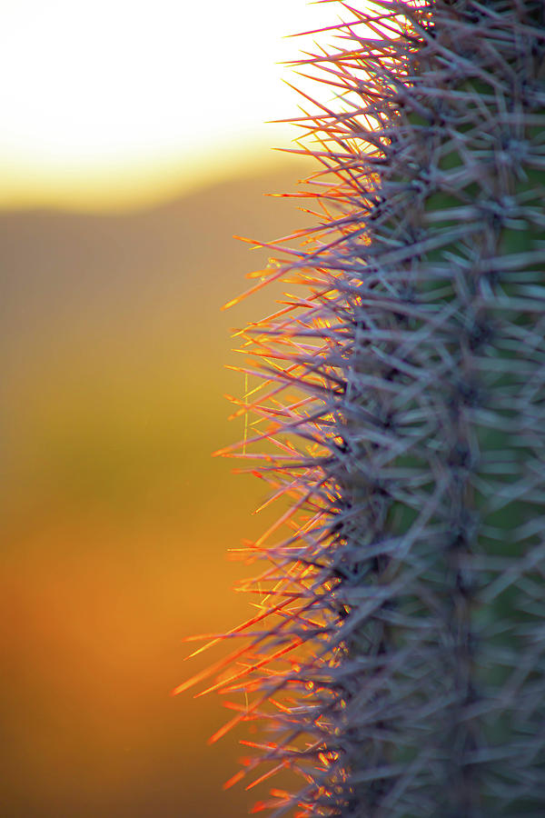 Glowing Cactus Needles Photograph by Go and Flow Photos