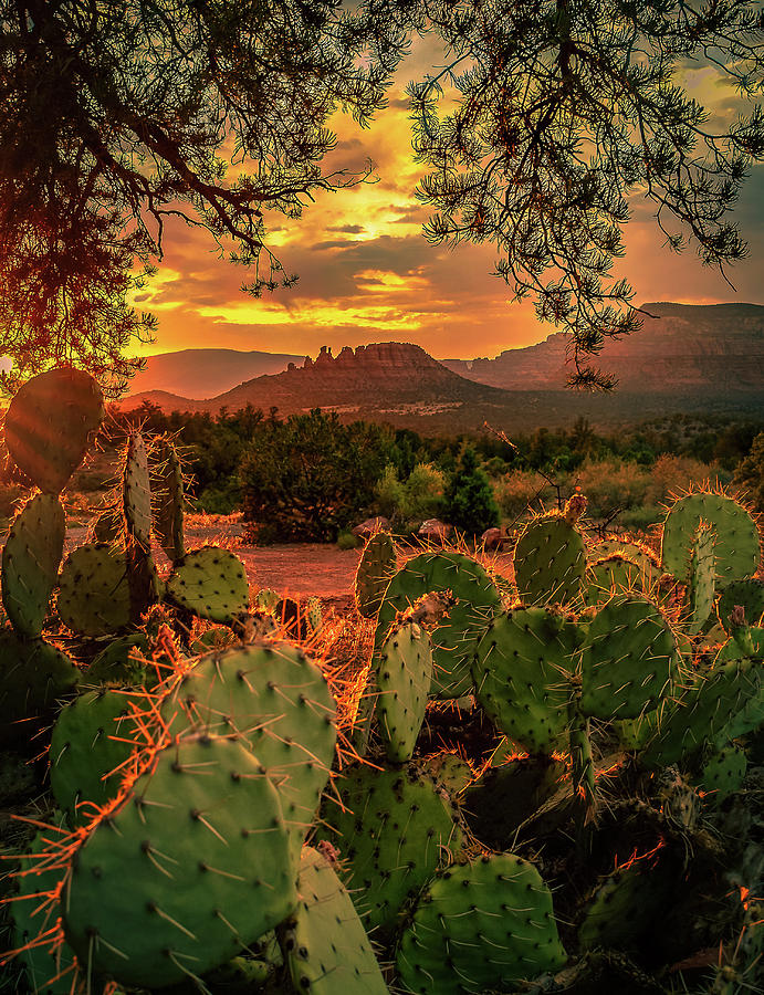 Glowing Cactus Sunset Photograph by Heber Lopez
