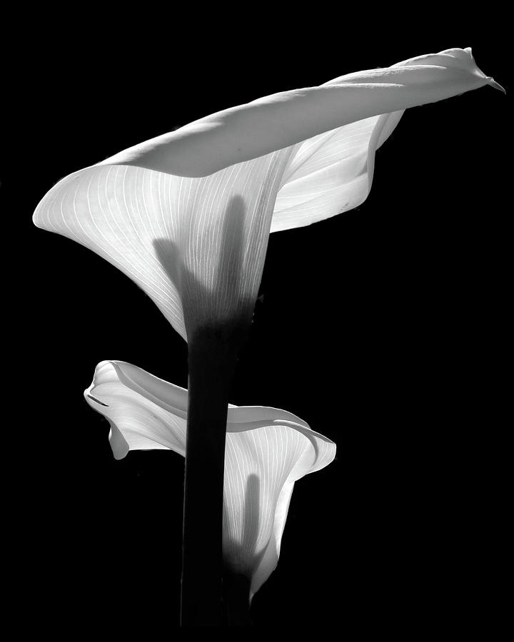 Glowing Calla Lilies Photograph by Johanna Girard