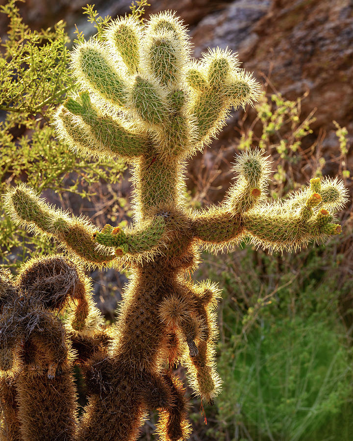 Glowing Cholla Cacti Photograph by Alex Mironyuk