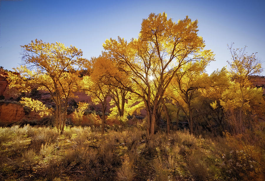 Glowing cottonwoods Photograph by Jean Noren