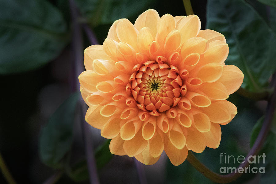 Glowing Dahlia Photograph by Kristine Anderson