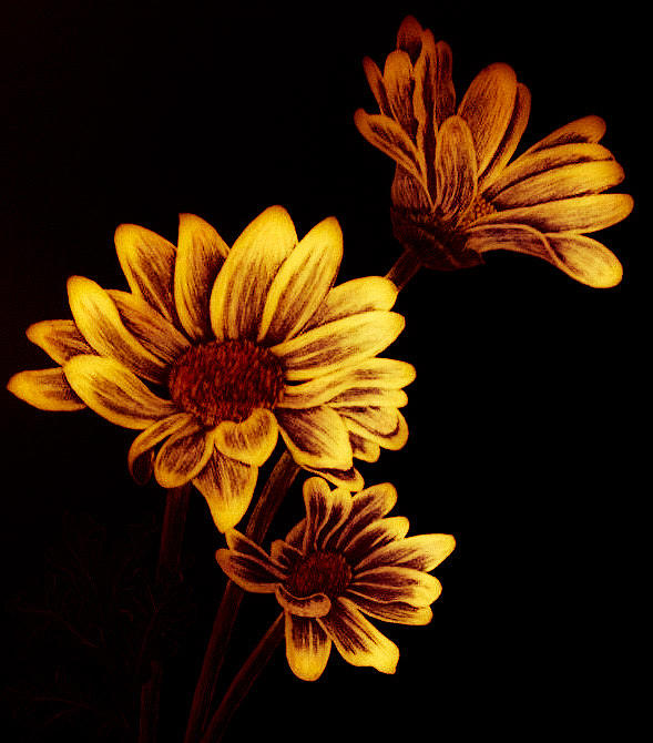 Glowing daisies  Drawing by Jo Prevost