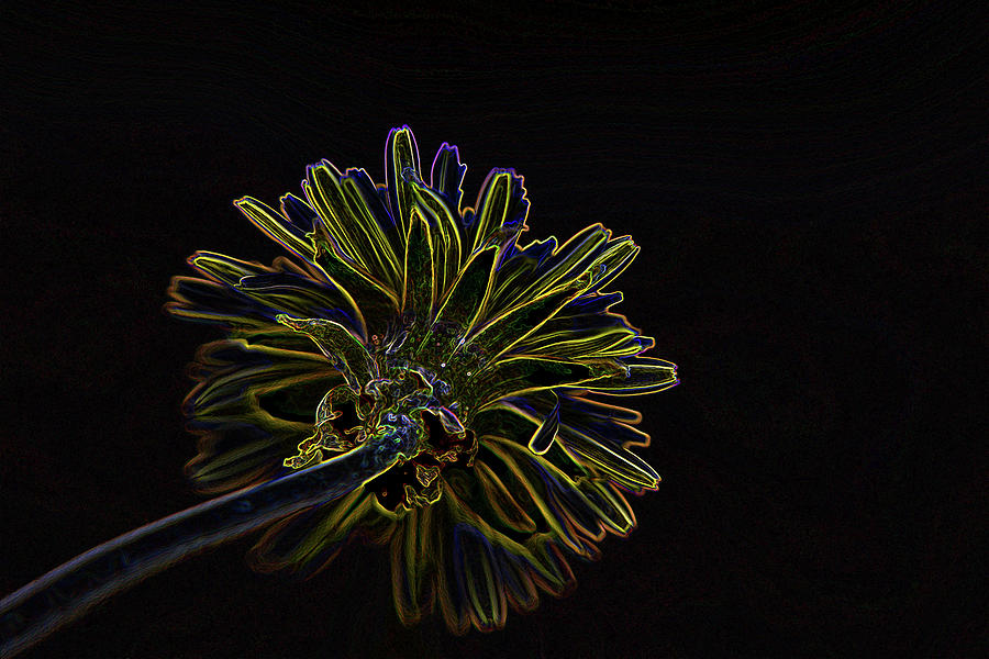 Glowing Dandelion Photograph by Karen Harrison Brown