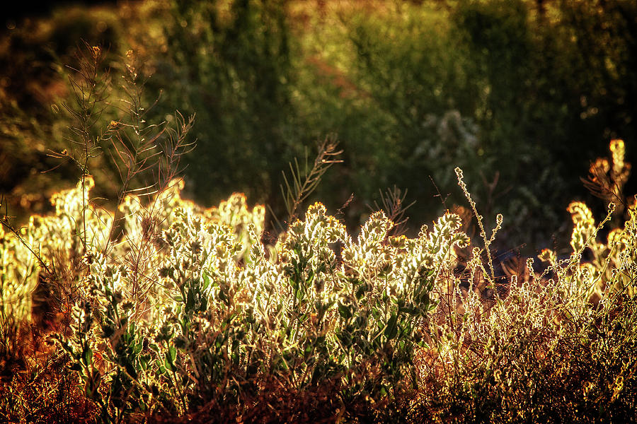 Glowing desert weeds in sunlight Photograph by Tatiana Travelways