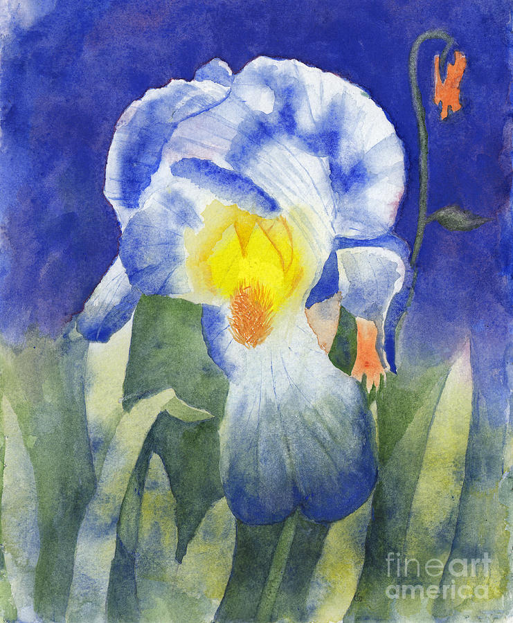 Glowing Evening Iris Watercolor Painting by Conni Schaftenaar