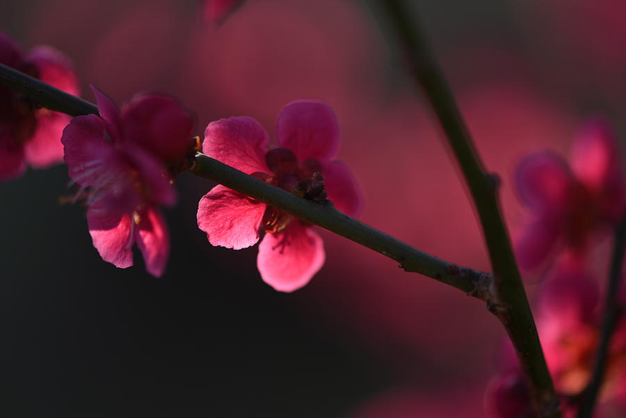 Glowing Fairy - Prunus mume Beni-Chidori 1 Photograph by Jenny Rainbow