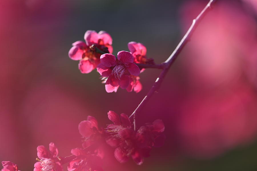 Glowing Fairy - Prunus mume Beni-Chidori 2 Photograph by Jenny Rainbow