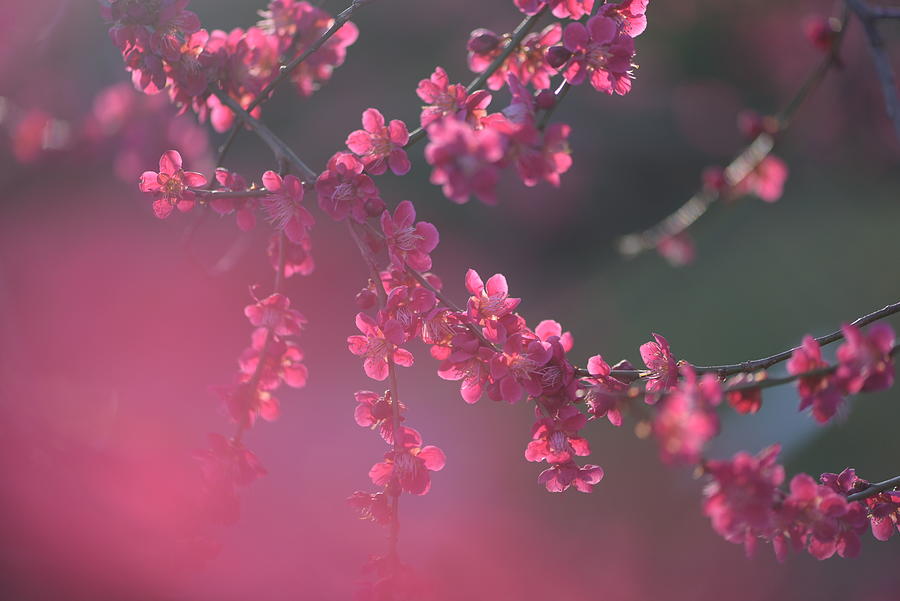 Glowing Fairy - Prunus mume Beni-Chidori 3  Photograph by Jenny Rainbow