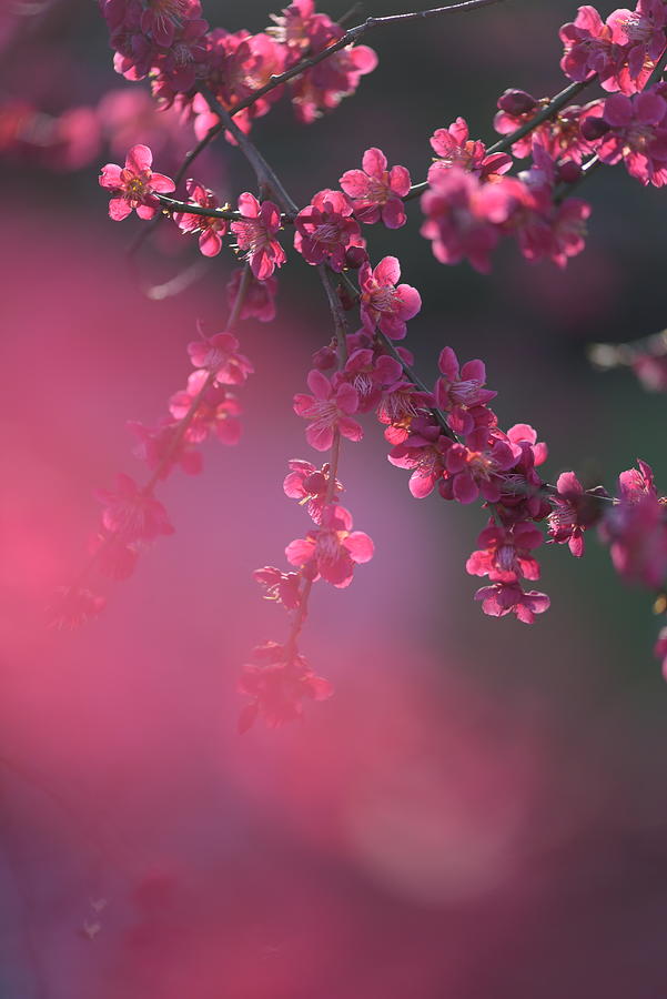 Glowing Fairy - Prunus mume Beni-Chidori Photograph by Jenny Rainbow
