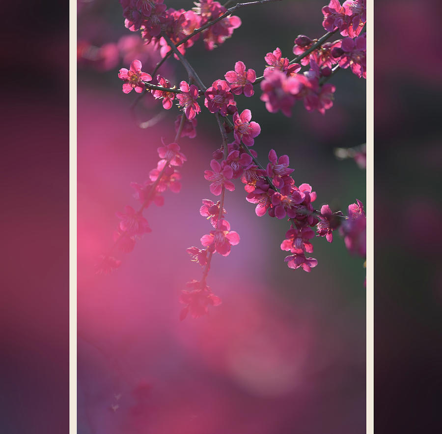 Glowing Fairy - Prunus mume Beni-Chidori - Square Format Photograph by Jenny Rainbow