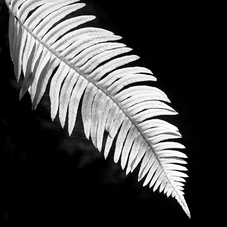 Glowing Fern Fronds Photograph by Mike Fusaro