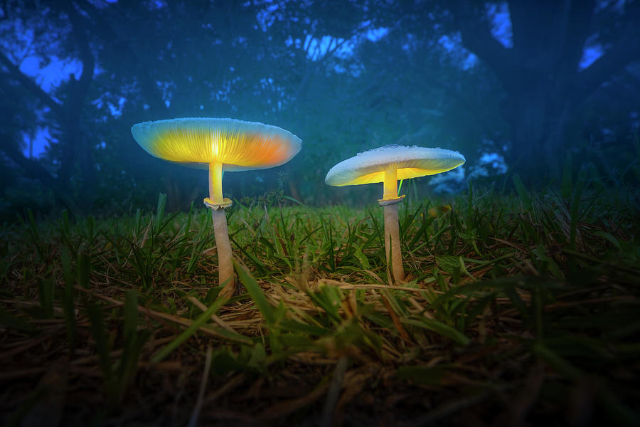Glowing Forest Mushrooms Photograph by Mark Andrew Thomas