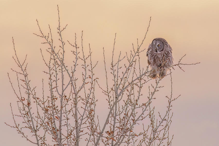 Glowing Great Grey At Sunset Photograph by Yeates Photography