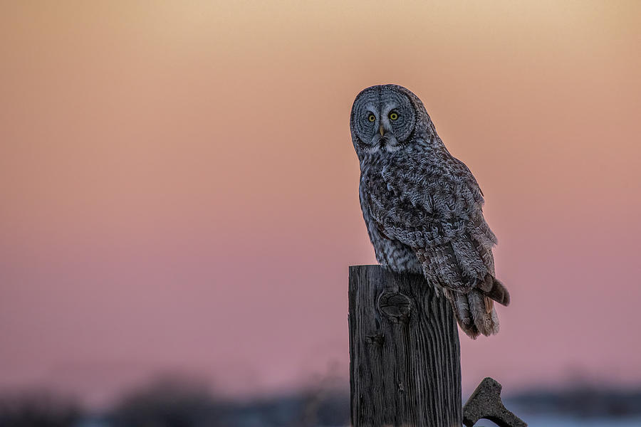 Glowing Great Grey Owl In Idaho Photograph by Yeates Photography