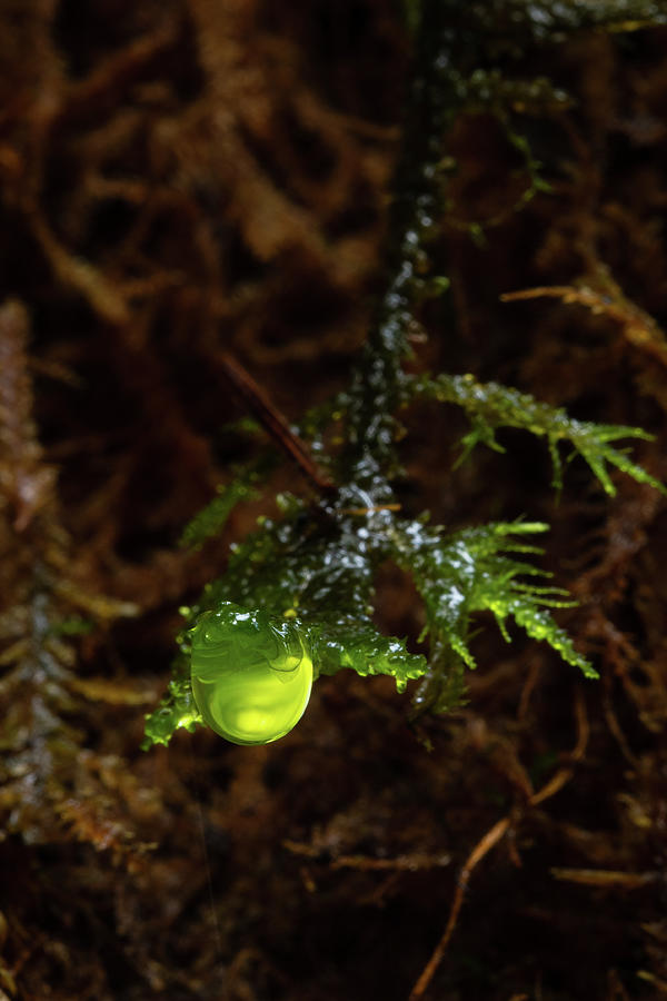 Glowing Green Droplet Photograph by Catherine Avilez