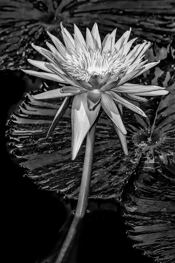 Glowing Heart Waterlily BW Photograph by Susan Candelario