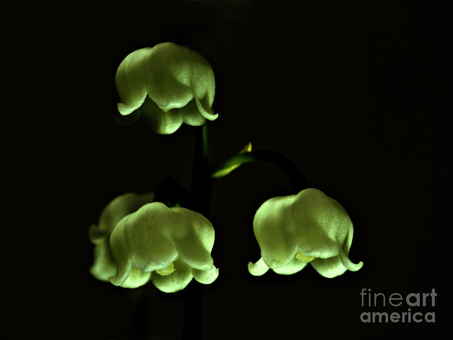 THREE small lanterns - GLOWING IN A DARK , LILY-THE-VALLEY Photograph by Tatiana Bogracheva