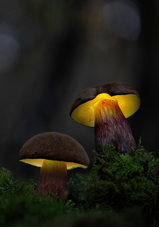 Glowing in the enchanted forest fairytail mushrooms Photograph by Dirk Ercken