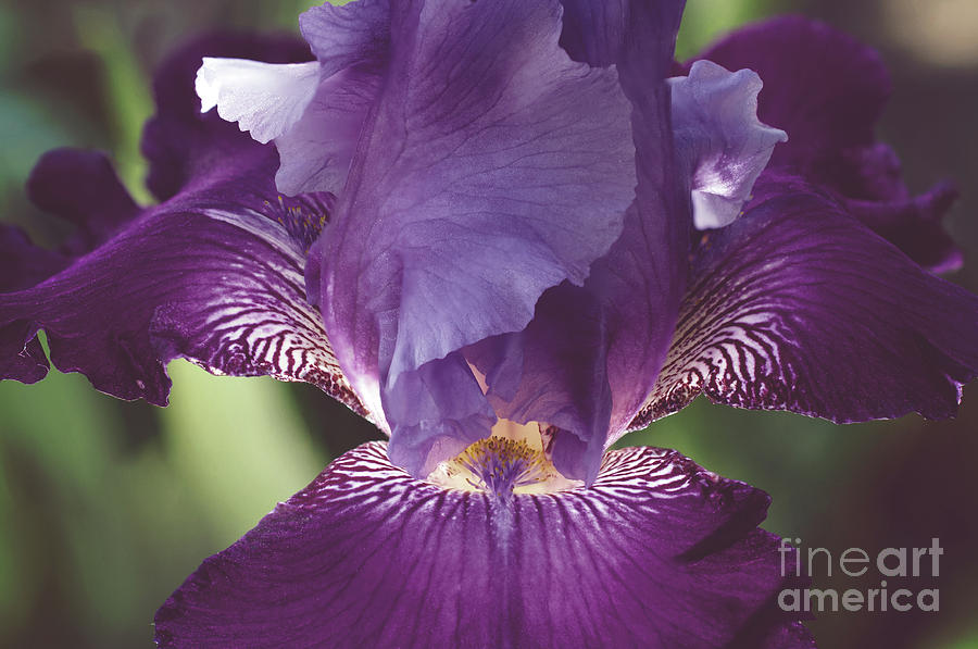 Glowing Iris Moody Midnight Nature / Floral / Botanical Photograph Photograph by PIPA Fine Art - Simply Solid