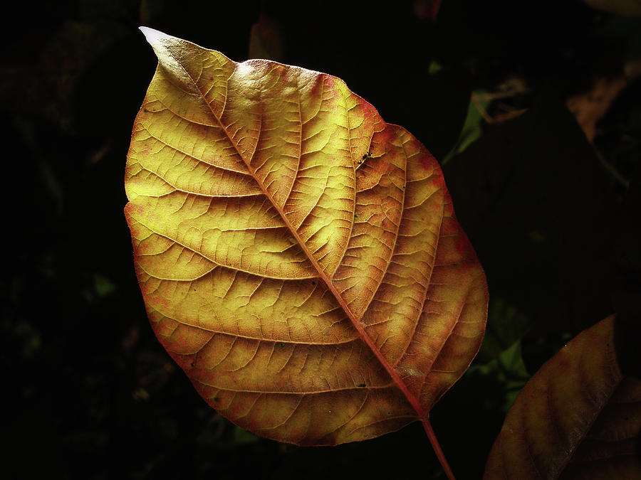 Glowing Leaf Photograph by Steven Nelson