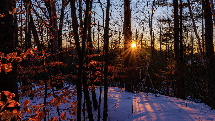 Glowing Leafs in the winter Photograph by Nathan Wasylewski