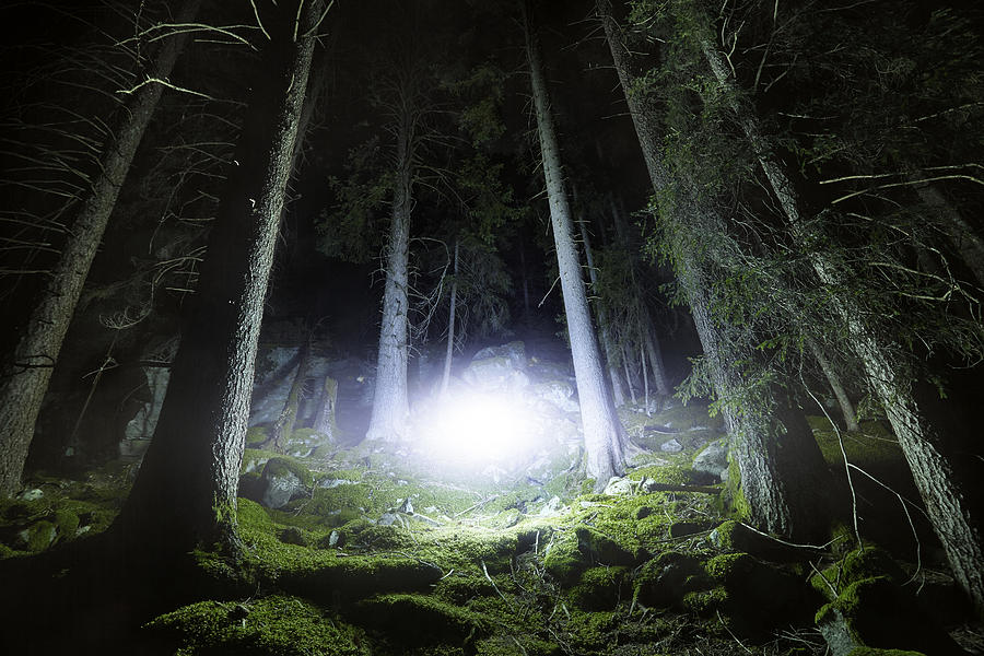 Glowing light in forest Photograph by James ONeil