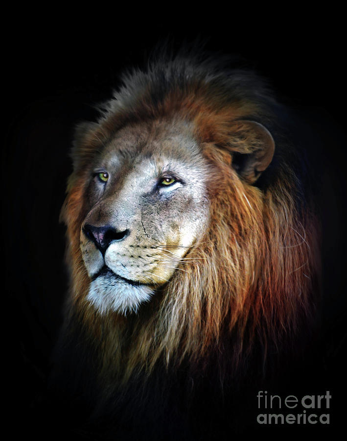 Glowing Lion Digital Art by Savannah Gibbs