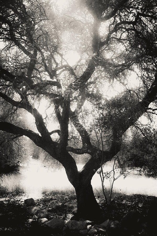Glowing Live Oak Photograph by W Craig Photography