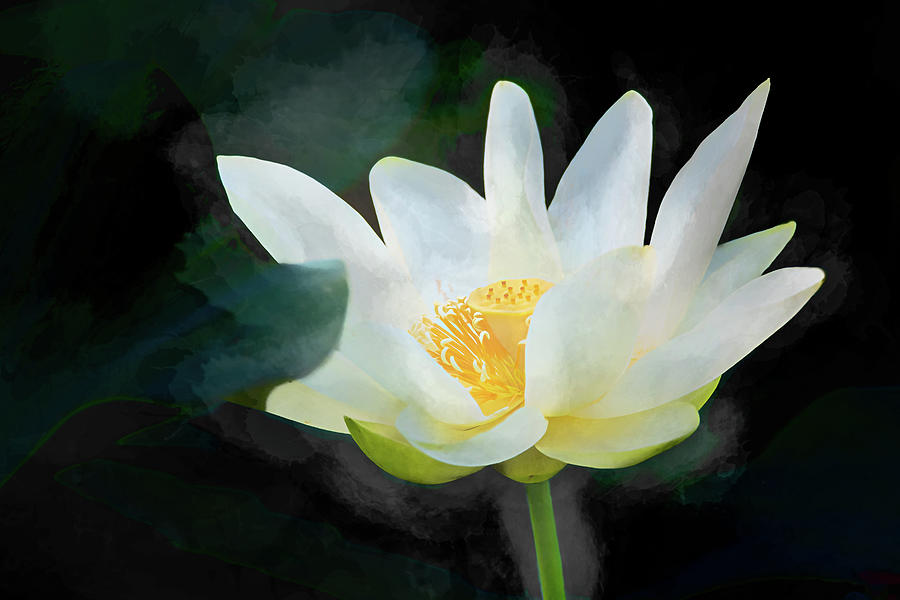 Glowing Lotus Flower Photograph by Debra Martz