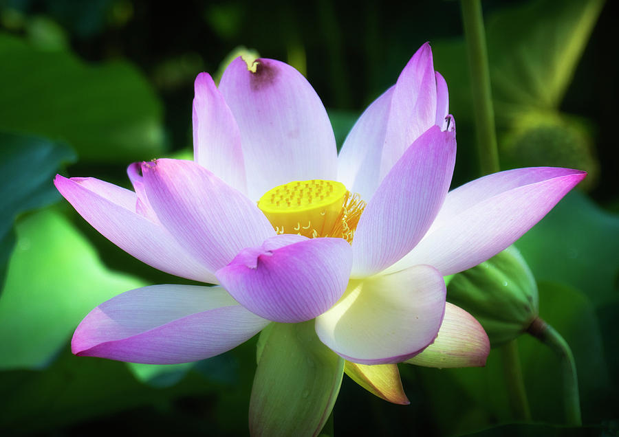 Glowing Lotus Flower Photograph by Karen Smale