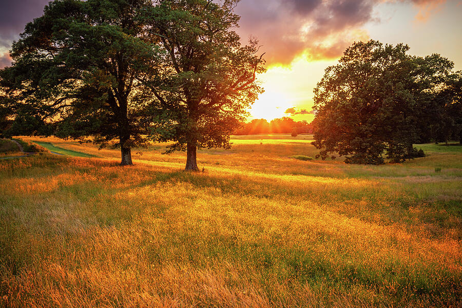Glowing Meadow Grass at Yorktown Photograph by Rachel Morrison Glowing Meadow Grass at Yorktown Photograph by Rachel Morrison